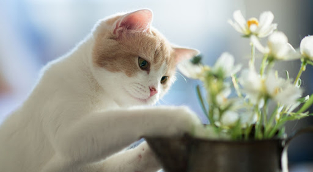 Защищаем растения от кота: полезный совет